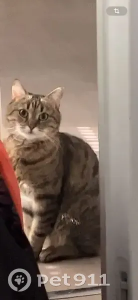 Chat disparu Garçon, Chelles (fl503524) - photo