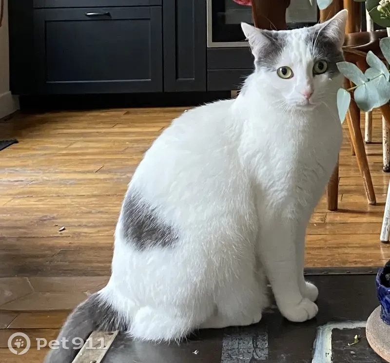 Chat disparu Fille, Paris (fl503542) - photo
