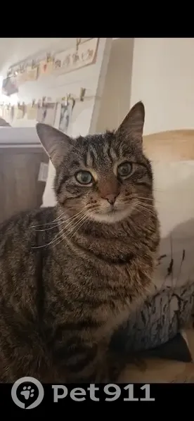 Chat disparu Garçon (fl503544) - photo