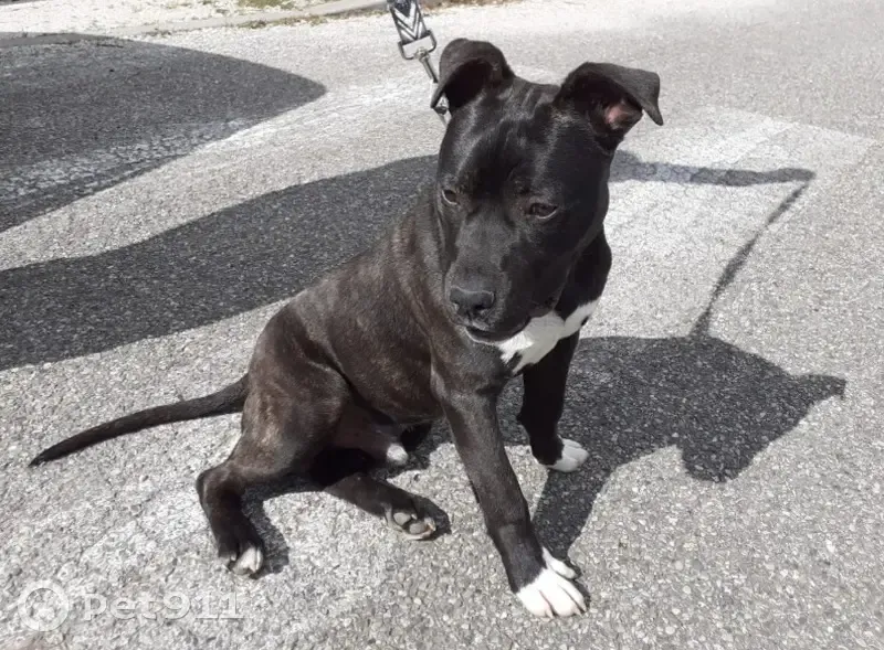 Chien trouvé Garçon (ff503554) - photo