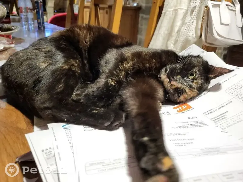 Chat disparu Fille (fl503555) - photo