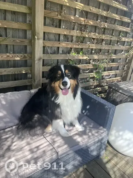 Chien disparu Garçon, Ventabren (fl503556) - photo