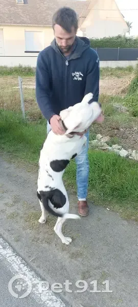 Chien trouvé Garçon, Plérin (ff503567) - photo