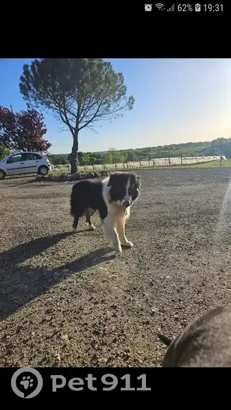 Chien trouvé Garçon, Montesquieu-Volvestre (ff503568) - photo