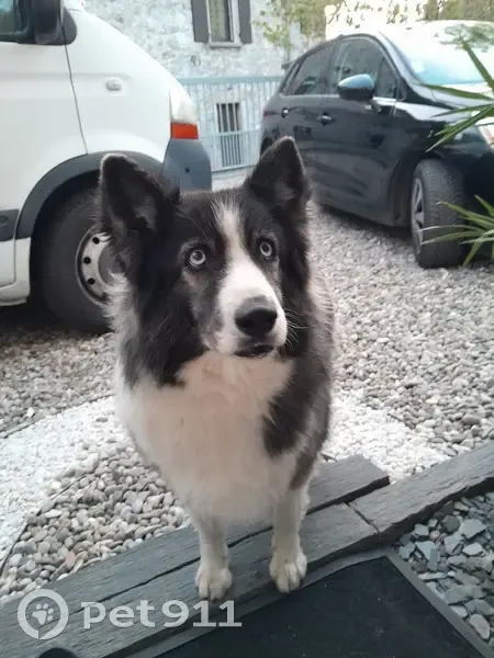 Chien trouvé Fille (ff503571) - photo