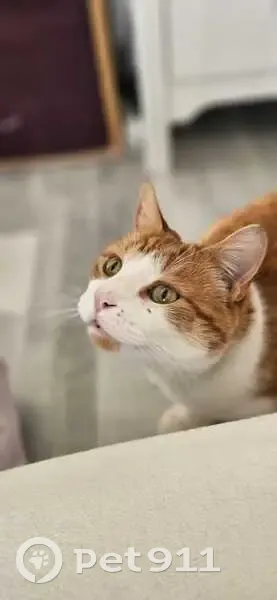 Chat disparu Garçon (fl503577) - photo