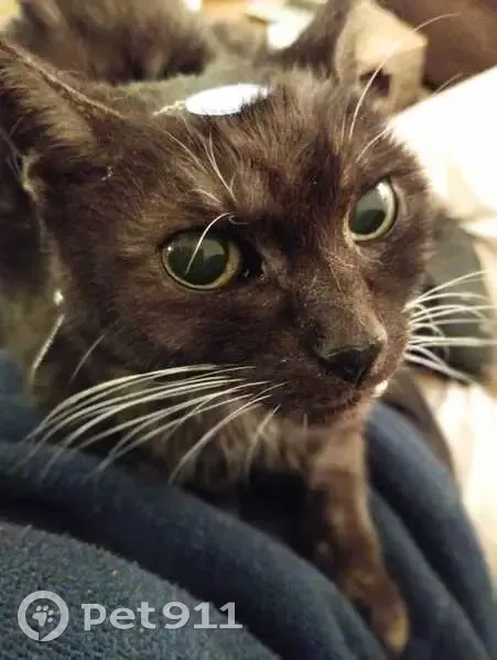 Chat disparu Fille (fl503590) - photo