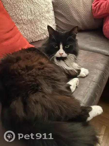 Chat disparu Fille (fl503593) - photo