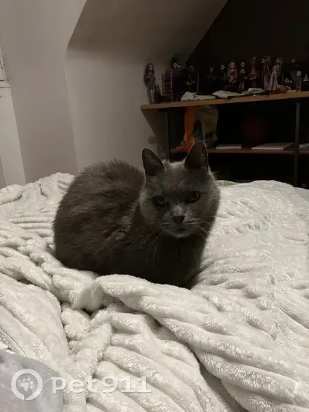 Chat disparu Garçon, Quimper (fl503592) - photo