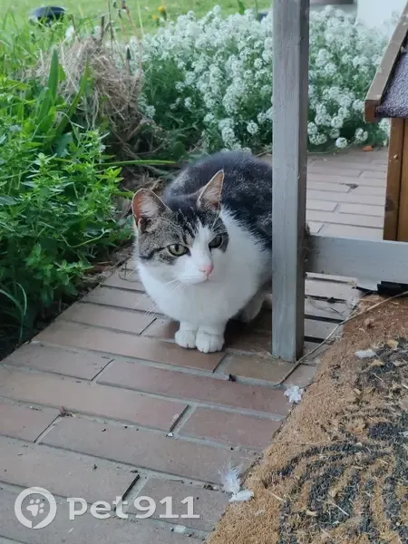 Chat trouvé, Caen (ff503598) - photo
