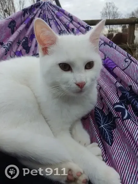 Chat disparu Garçon, Acquigny (fl503604) - photo