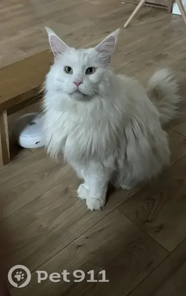 Chat disparu Garçon, Bruges (fl503614) - photo