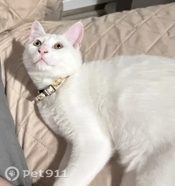 Chat disparu Garçon, Bordeaux (fl503613) - photo