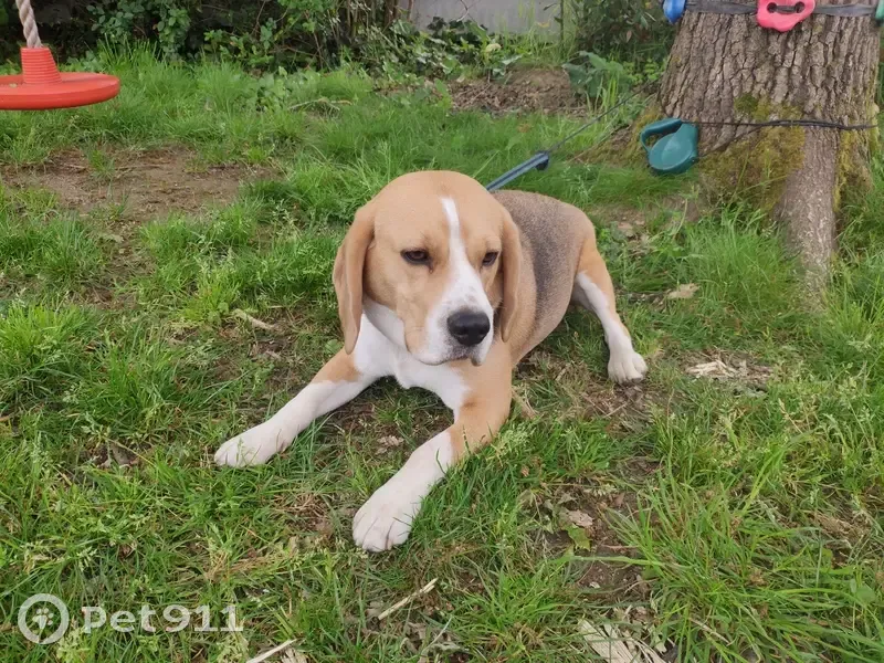 Chien trouvé Garçon, Les Sorinières (ff503616) - photo