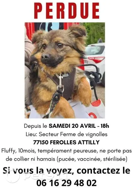 Chien disparu Fille, Férolles-Attilly (fl503620) - photo