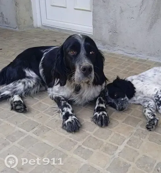Chien disparu Garçon (fl503625) - photo