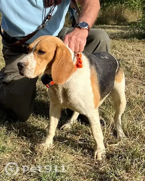 Chien disparu Fille (fl503633) - photo