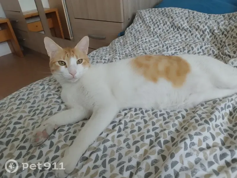 Chat disparu Garçon (fl503637) - photo