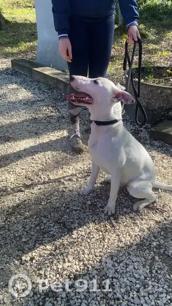 Chien trouvé Garçon (ff503640) - photo
