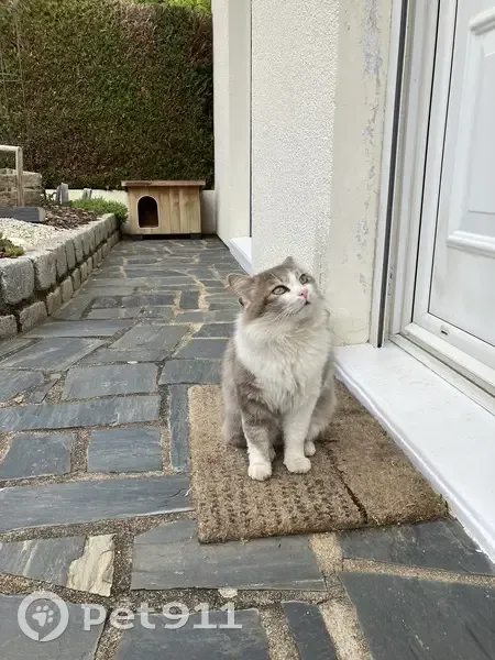 Chat trouvé, Bourges (ff503655) - photo