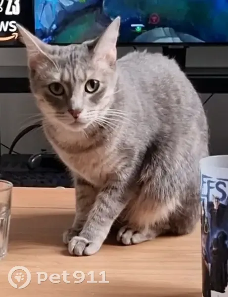 Chat disparu Garçon, Maisons-Laffitte (fl503657) - photo