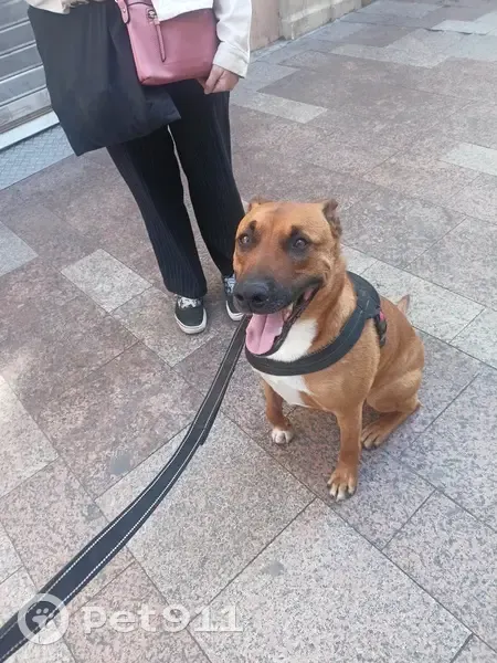 Chien trouvé Garçon (ff503659) - photo