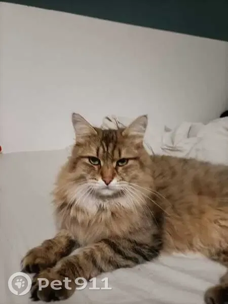 Chat disparu, Sorgues (fl503664) - photo