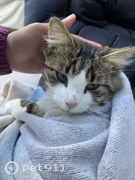 Chat trouvé Garçon (ff503667) - photo