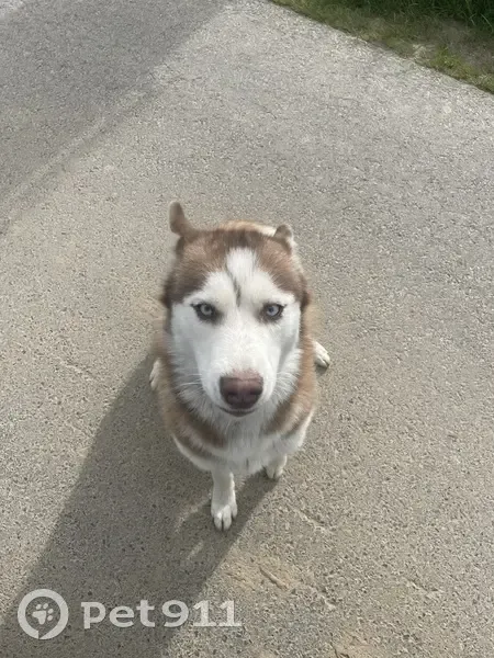 Chien trouvé Fille (ff503673) - photo