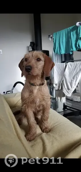 Chien disparu Garçon, Aurillac (fl503674) - photo