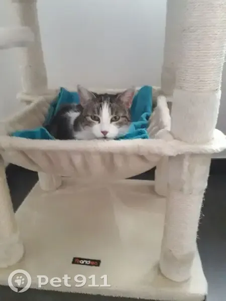 Chat disparu Fille, Craponne (fl503678) - photo