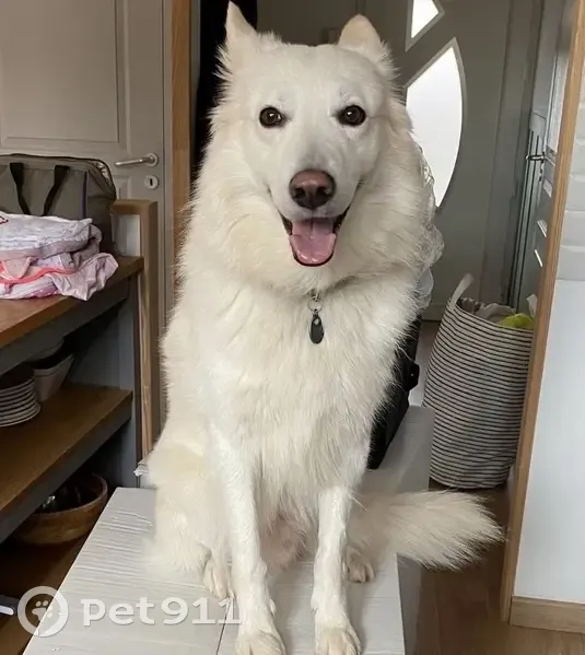 Chien disparu Garçon, Auterive (fl503679) - photo