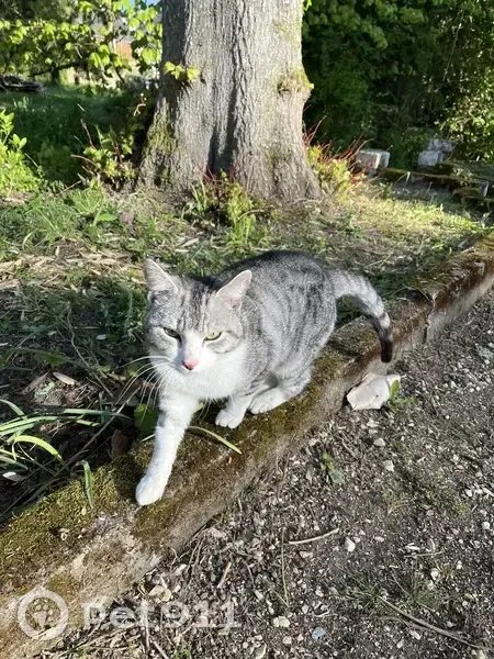 Chat trouvé Garçon, Cheillé (ff503683) - photo