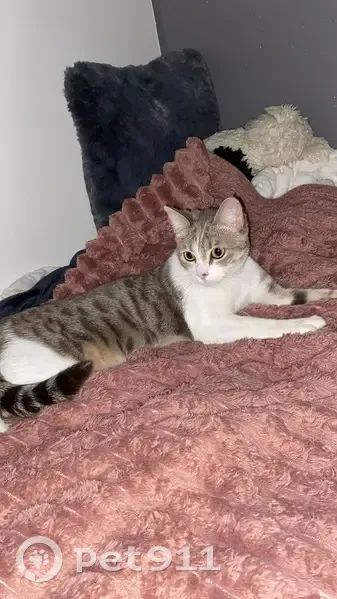 Chat disparu Fille, Argenteuil (fl503690) - photo