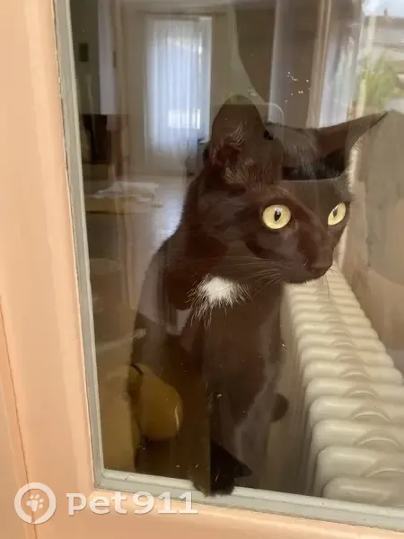 Chat disparu Garçon, Cognac (fl503691) - photo
