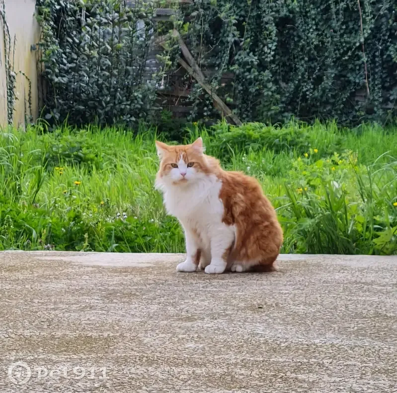Chat disparu Garçon (fl503694) - photo