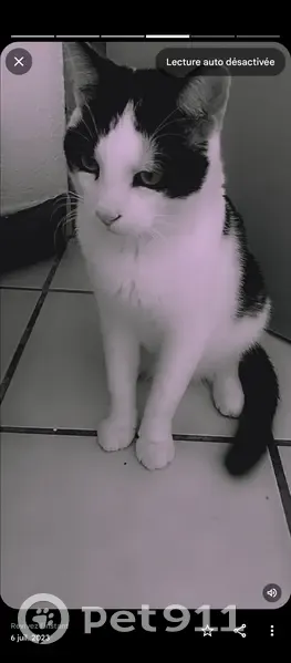 Chat disparu Garçon, Beaucourt (fl503711) - photo