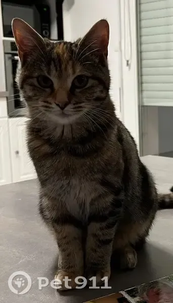 Chat disparu Fille, Grandfontaine (fl503714) - photo