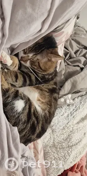 Chat disparu Garçon, Le Thillay (fl503720) - photo