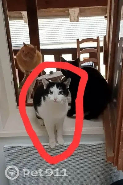 Chatte noire/blanche perdue à Bourg - photo