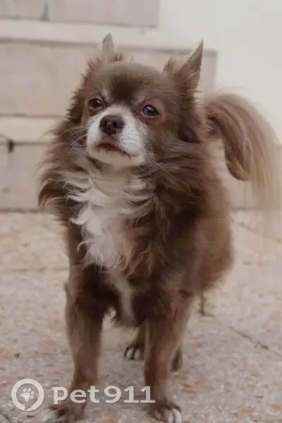 Chihuahua perdu: Marron/Blanc à Chauray - photo