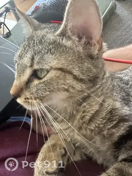 Chatte Ully disparue à Strasbourg - photo