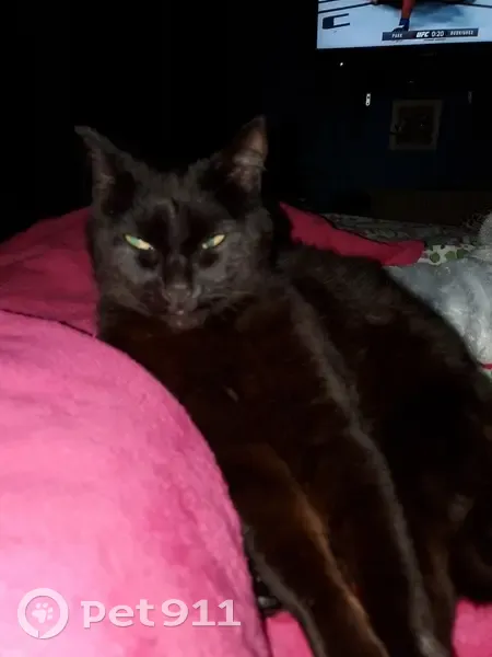 Chat noir blessé trouvé à Cherbourg - photo