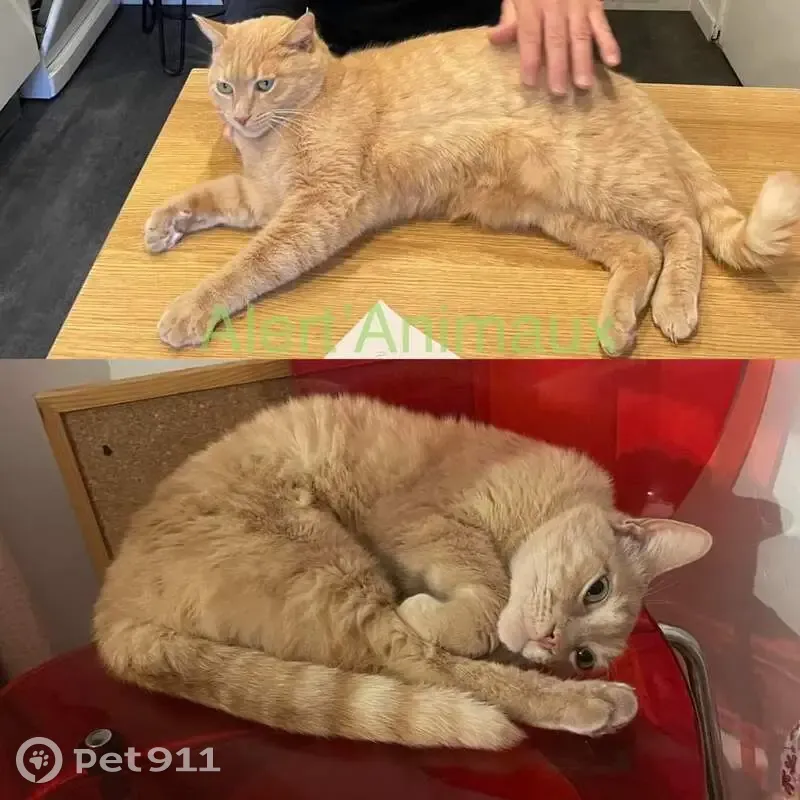 Austin, chat roux perdu, soins urgents - photo
