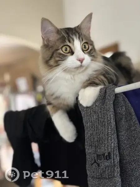 Chat tigré perdu à Fuveau - photo
