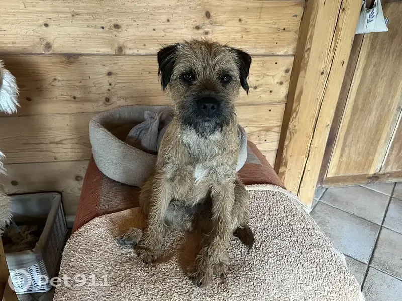 Chien Border Terrier sable perdu - photo