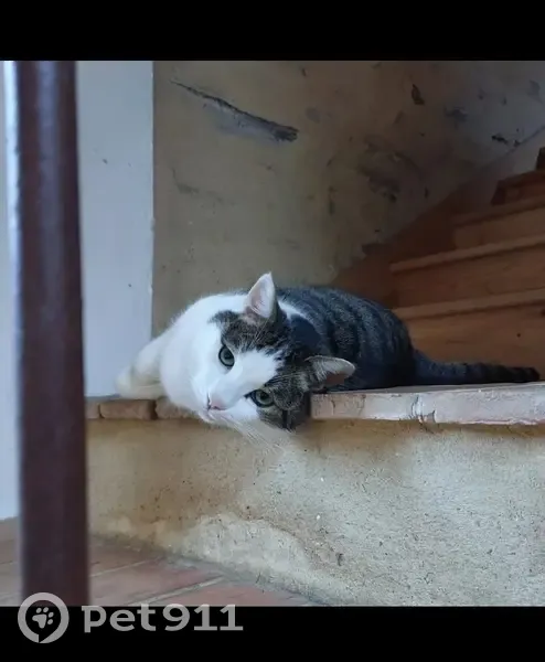 Chat Guizmo perdu au Cellier - photo