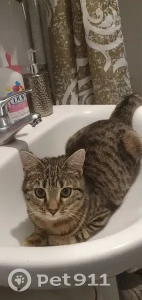 Chatte tigrée perdue - Roubaix - photo