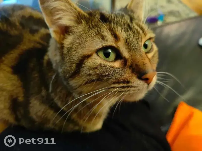 Avis de recherche: Chatte Sibylle - photo