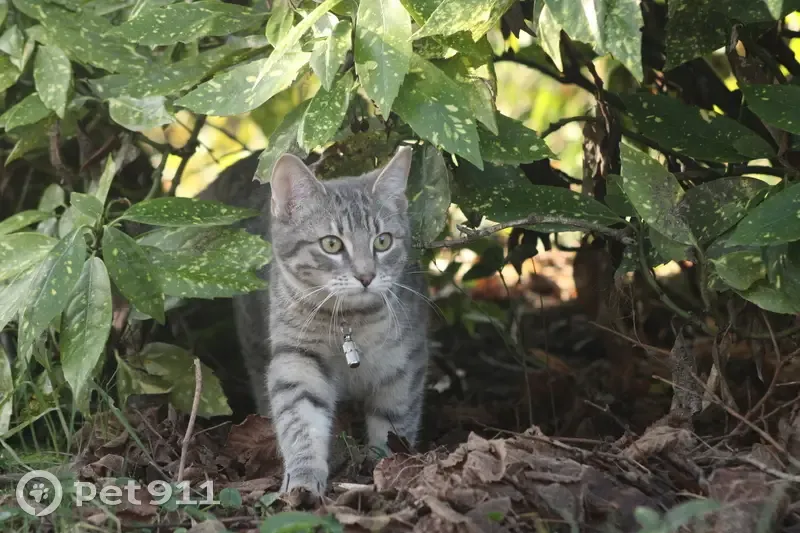 Chat gris Chopin perdu - photo